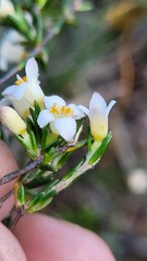 Lachnaea filicaulis
