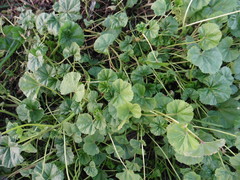 Malva pusilla