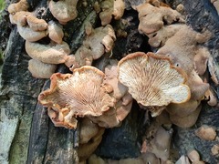 Lentinellus castoreus