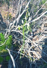 Albuca viscosa