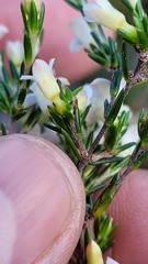 Lachnaea filicaulis