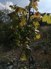 Bursera esparzae