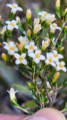 Lachnaea filicaulis