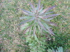 Artemisia vulgaris