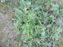 Tanacetum vulgare