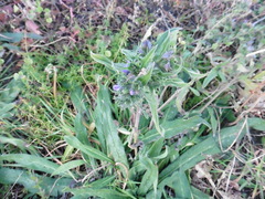 Echium vulgare