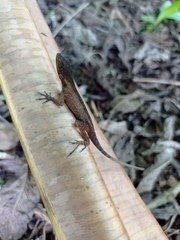Anolis