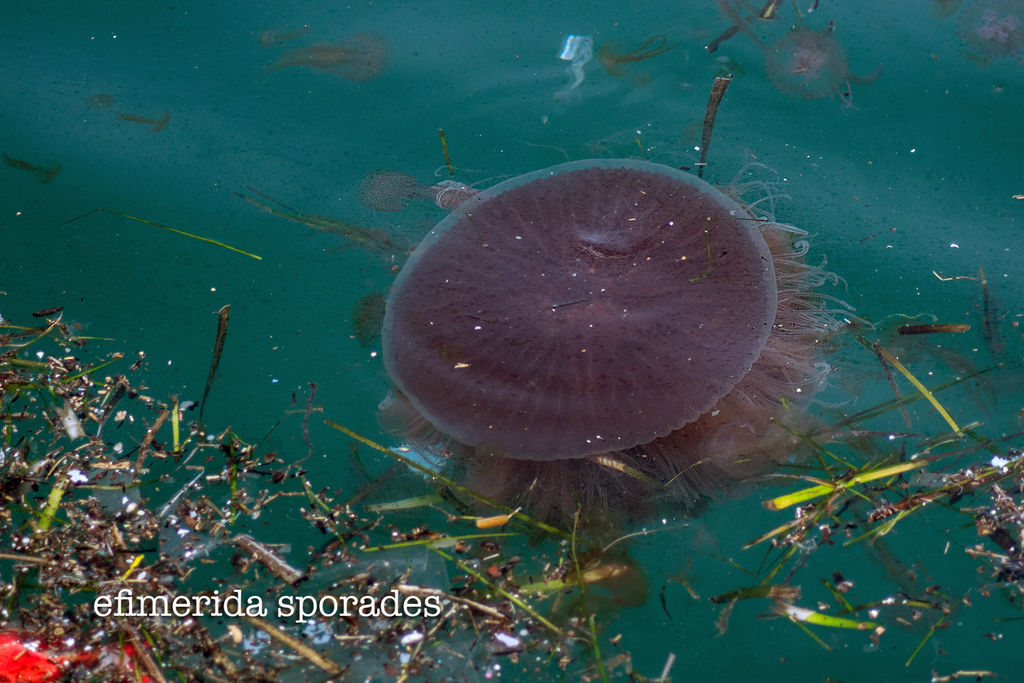 Big Pink Jelly