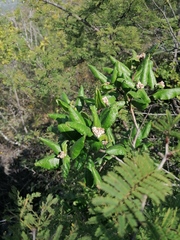 Varronia bullata