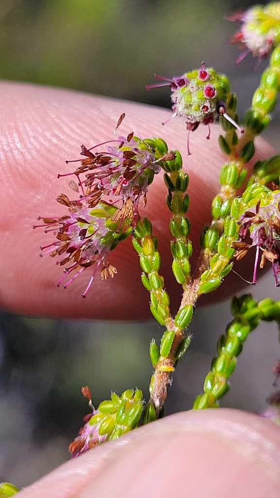 Erica brownii