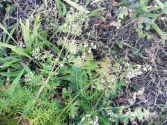 Galium mollugo
