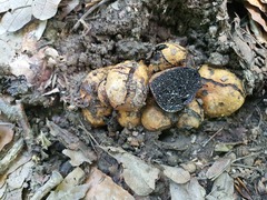 Melanogaster broomeanus