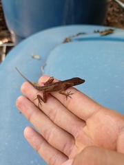 Anolis