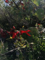 Salvia sessei