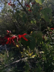 Salvia sessei