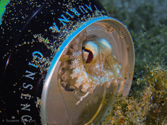 Amphioctopus burryi
