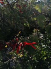 Salvia sessei