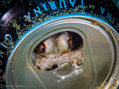 Amphioctopus burryi