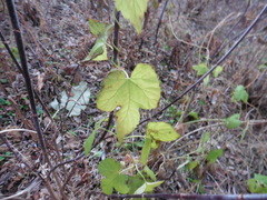 Humulus lupulus