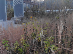 Helianthus tuberosus