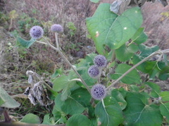 Arctium tomentosum
