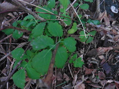 Chelidonium majus