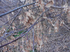 Acer negundo