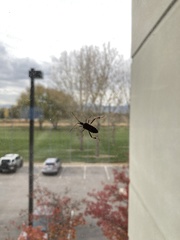 Leptoglossus occidentalis