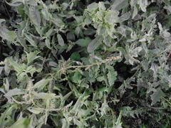 Atriplex tatarica