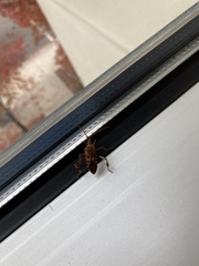 Leptoglossus occidentalis