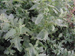 Atriplex tatarica