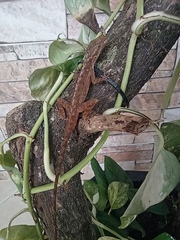 Anolis tropidogaster