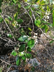 Azara petiolaris