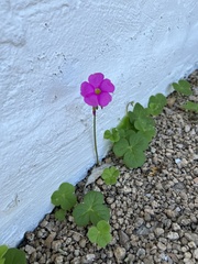 Oxalis