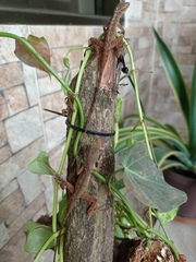 Anolis tropidogaster