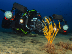 Leptogorgia viminalis