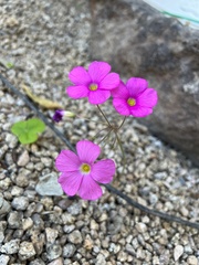 Oxalis