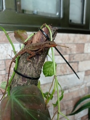 Anolis tropidogaster
