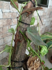 Anolis tropidogaster