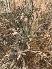 Cylindropuntia ramosissima