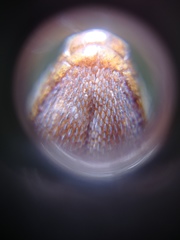 Anolis tropidogaster