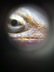 Anolis tropidogaster