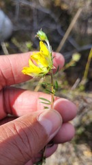 Aspalathus tridentata