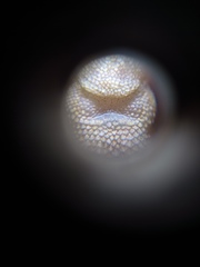 Anolis tropidogaster