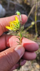 Aspalathus tridentata