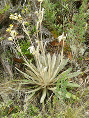 Espeletia occidentalis