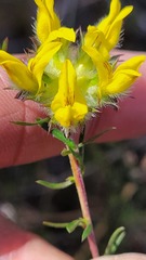 Aspalathus tridentata