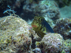 Ophioblennius atlanticus