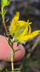 Aspalathus tridentata