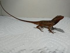 Anolis tropidogaster